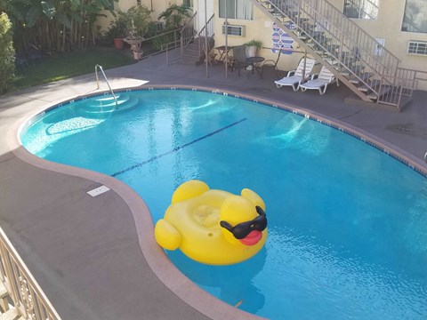 a rubber duck in a swimming pool at a hotel