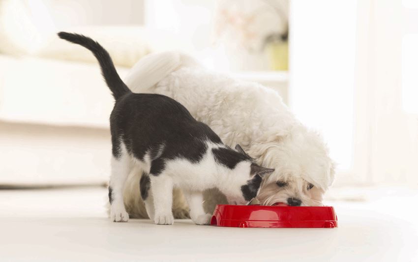 a cat and a dog eating out of a red bowl