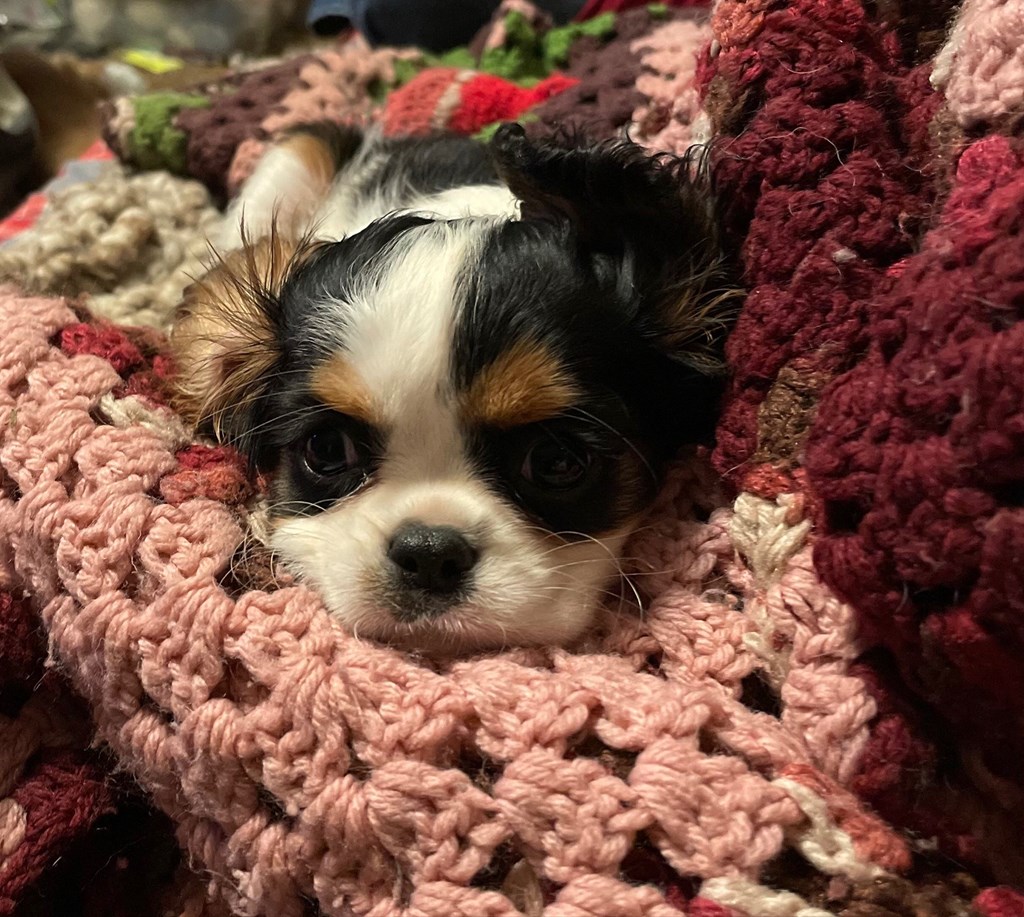 a small dog laying on top of a pink blanket