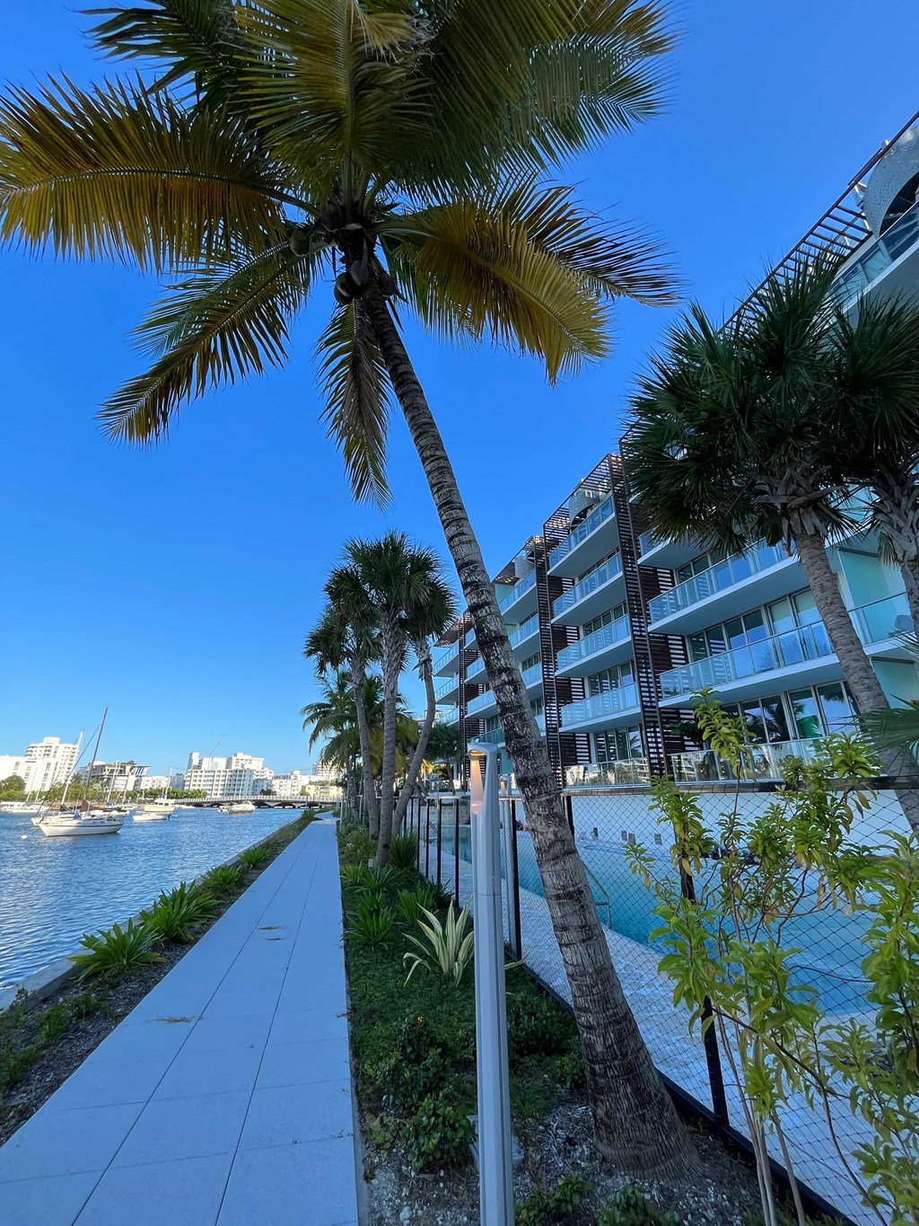 a view of a river with palm trees next to a sidewalk