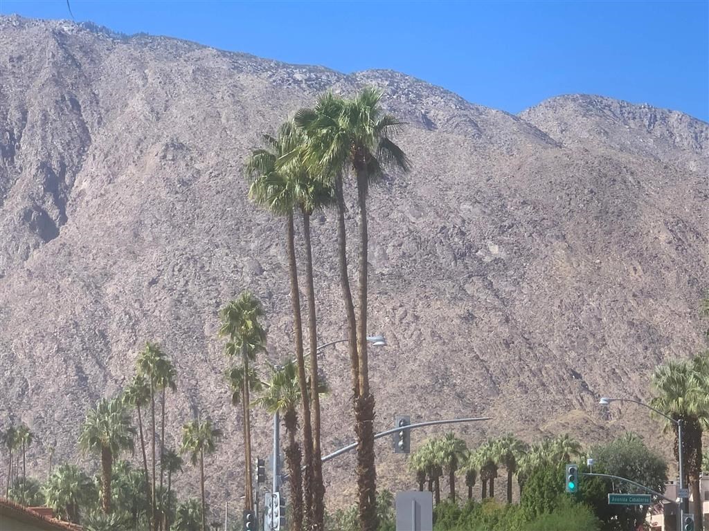 a group of palm trees in front of a mountain