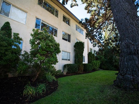 A large tree is in front of a building.