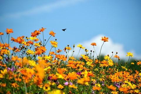 a butterfly flying over a field of orange flowers