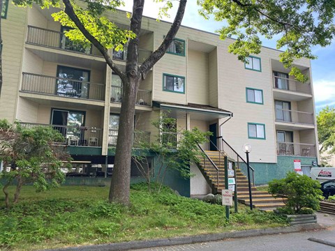 A tree with green leaves is in front of a beige apartment building.