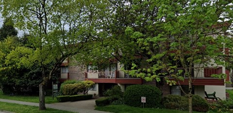 A tree with green leaves is in front of a building.