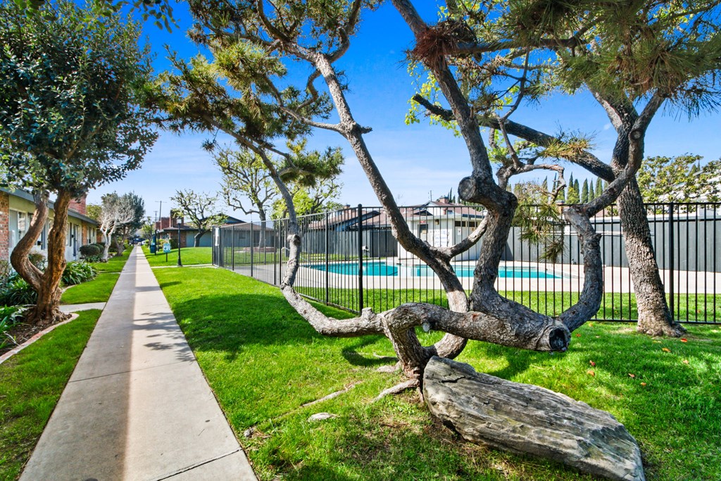 a tree in the grass near a sidewalk and a pool