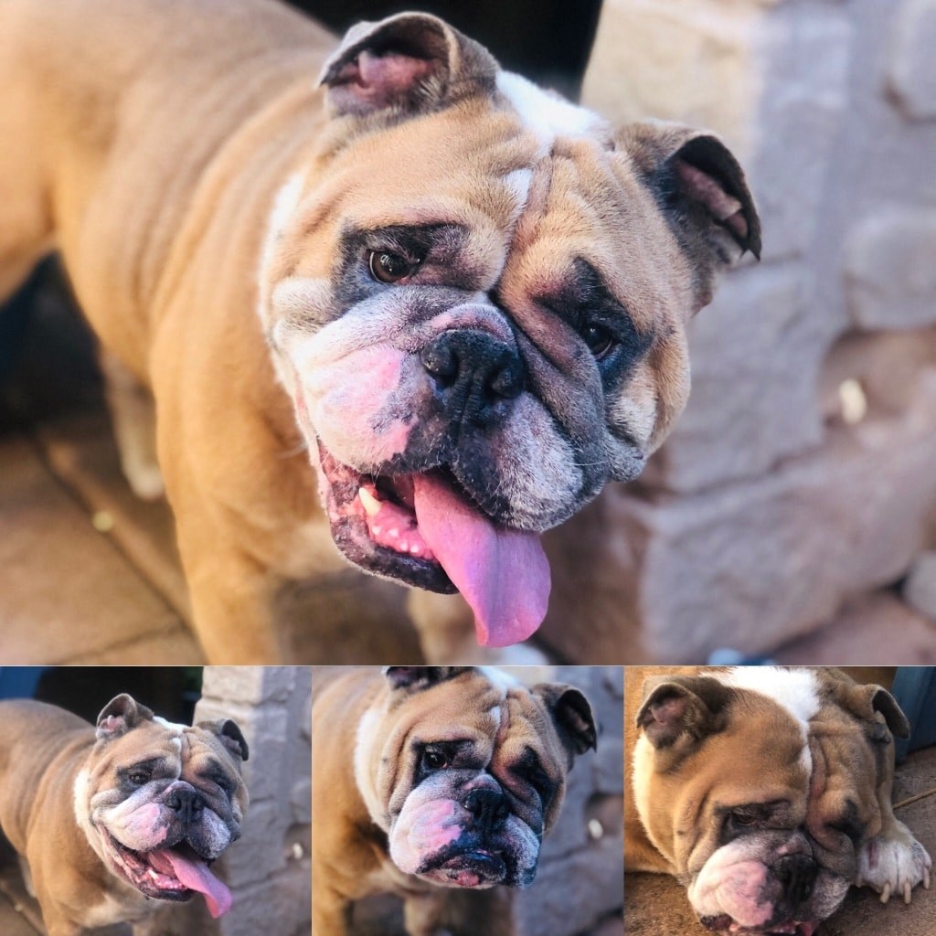 four pictures of a dog with his tongue out