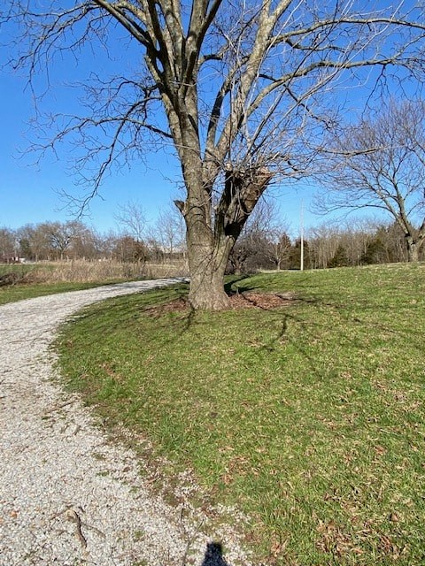 A tree with a bird's nest in the middle of a grassy area.
