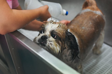 a dog getting a bath in a bathtub