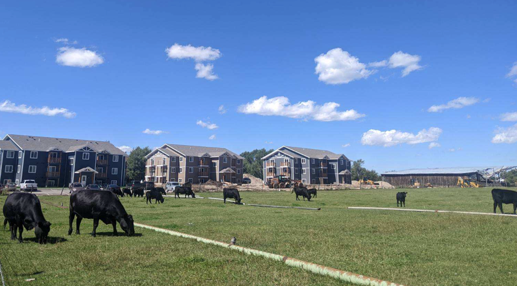 cows grazing in a field in front of apartments