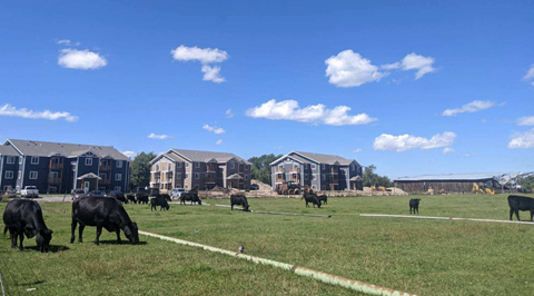 cows grazing in a field in front of apartments