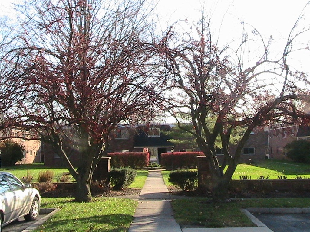 a tree lined street in a neighborhood with cars parked
