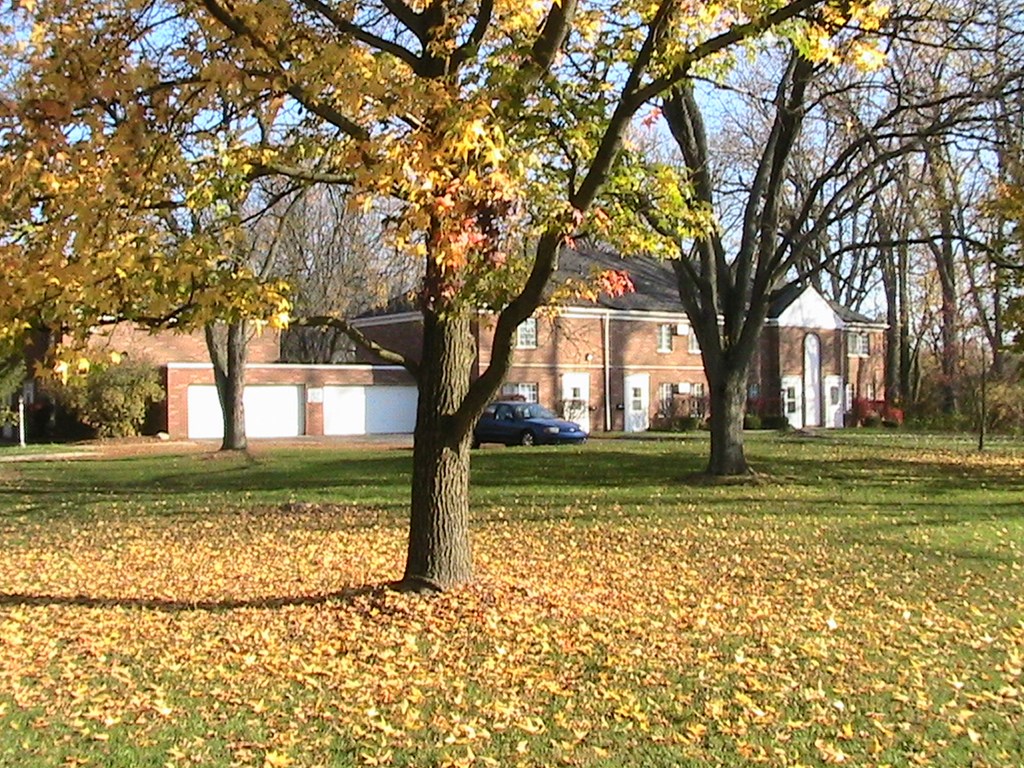 a tree with leaves on the ground in front of a house