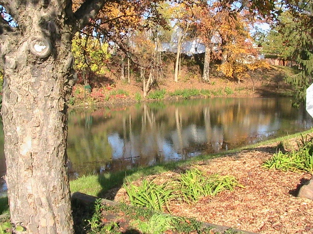 a body of water next to a tree