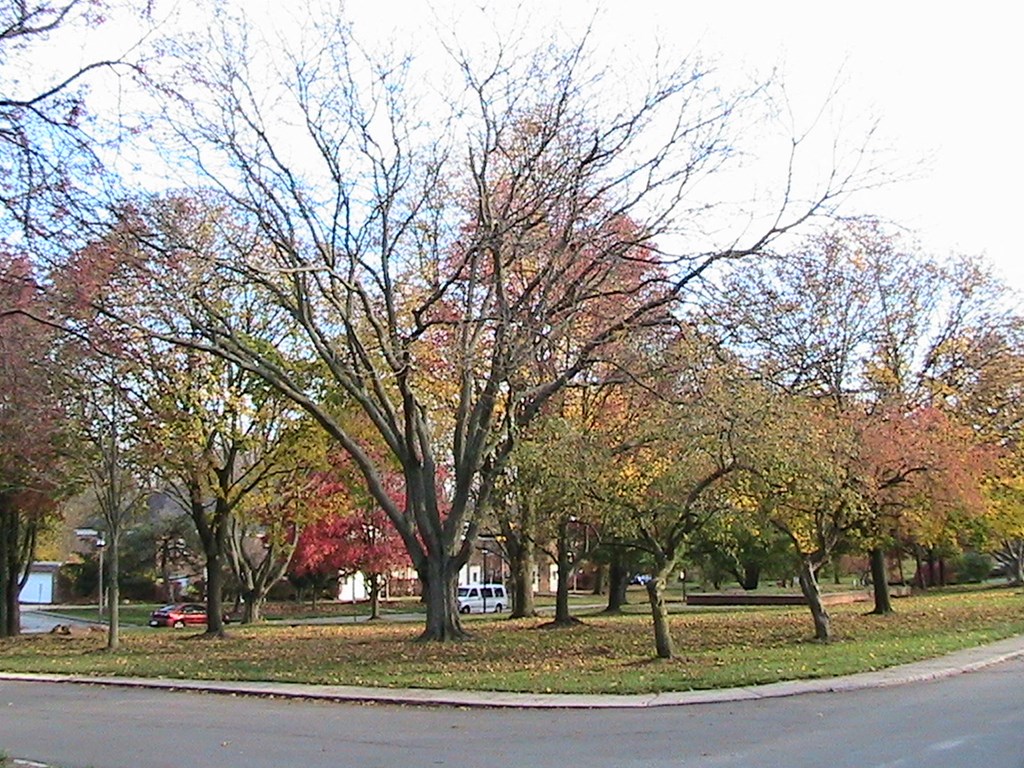 a park with trees in the fall on a street