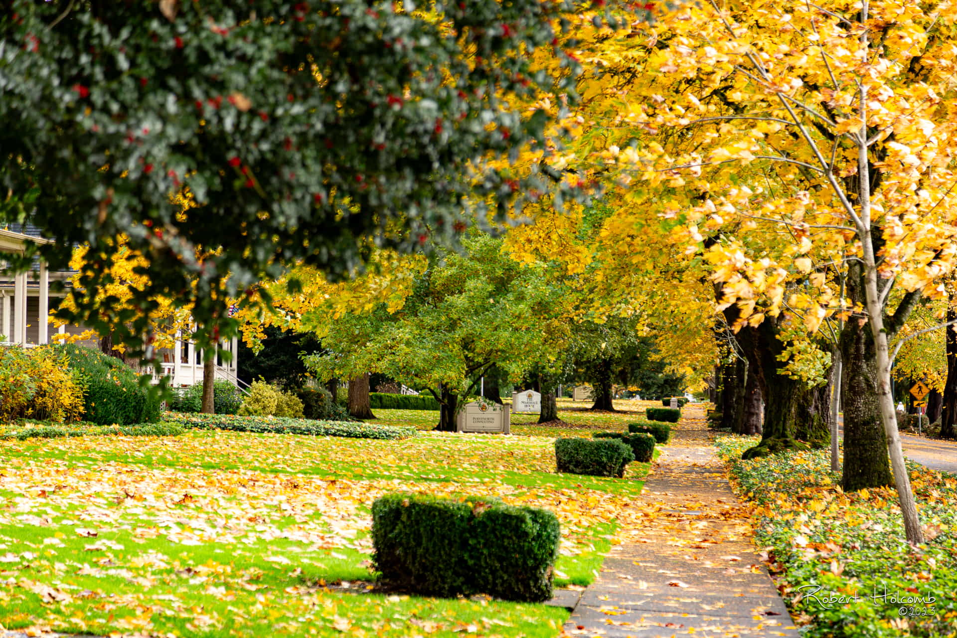 A pathway in a park with yellow leaves on the ground.