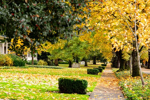 A pathway in a park with yellow leaves on the ground.