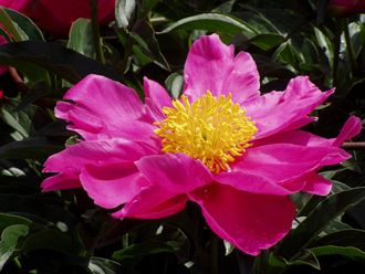 a pink flower with a yellow center and green leaves