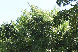 Akron Ohio Apartment Rentals Northampton by Redwood Exterior Green Spaces