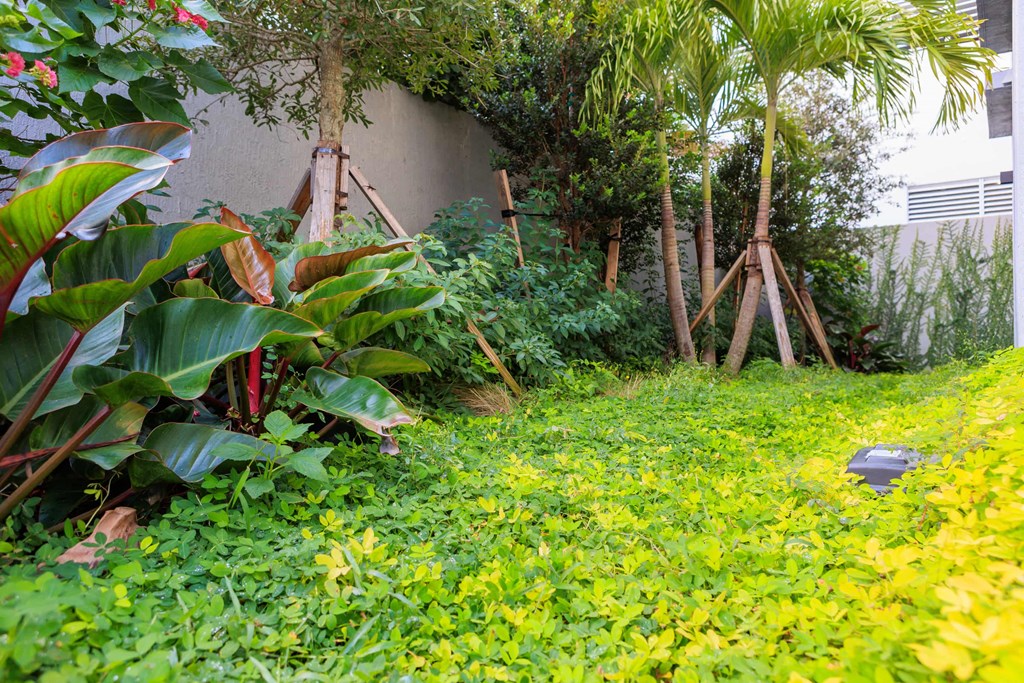 a garden with yellow flowers and green plants
