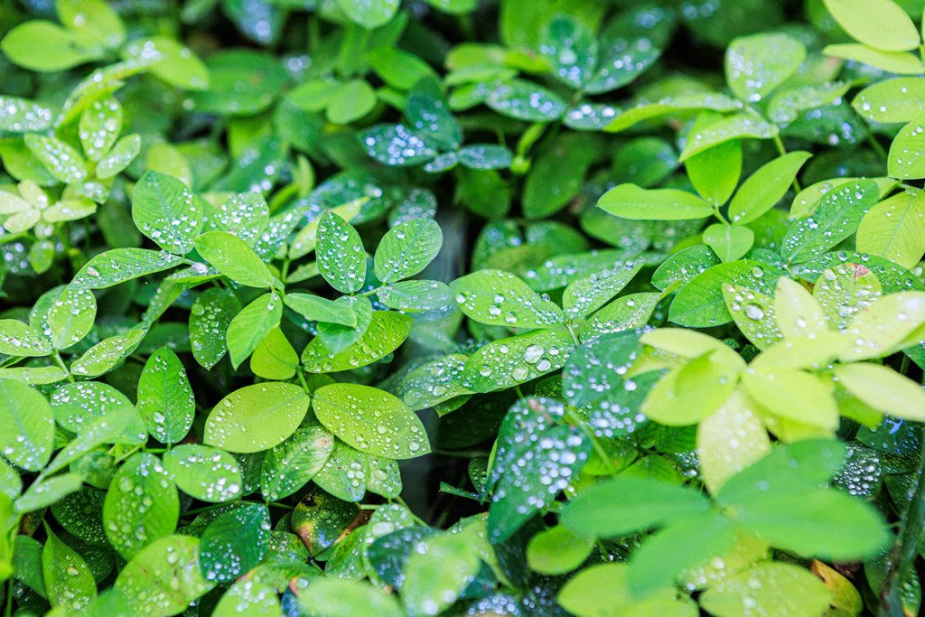 water drops on the green leaves of a plant