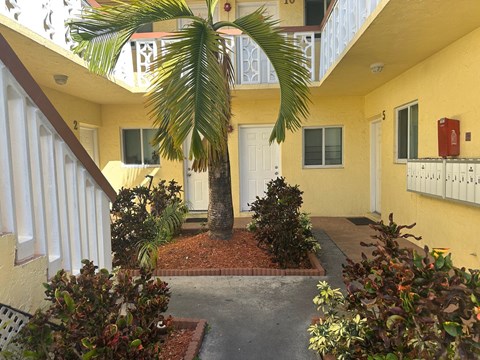 A small courtyard with a palm tree and bushes.