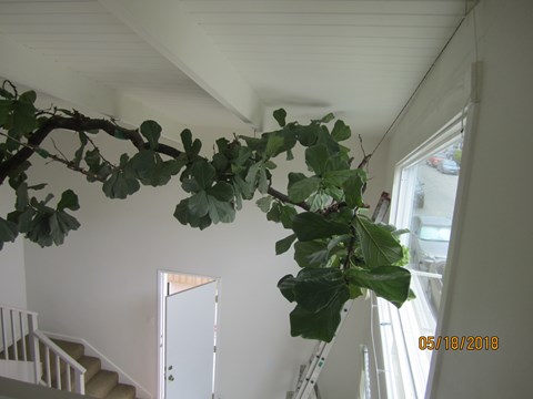 A plant with green leaves hangs from the ceiling in a room.