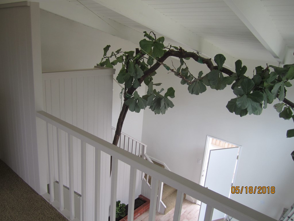 A plant hangs from the ceiling of a white room.