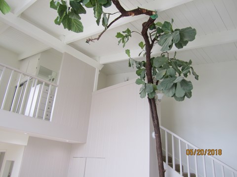 A tree branch with green leaves is hanging from the ceiling in a white room.