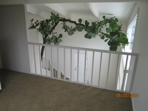 A plant is hanging from the ceiling in a room.