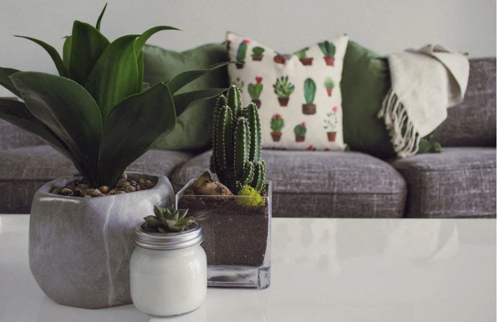a living room with plants and a couch