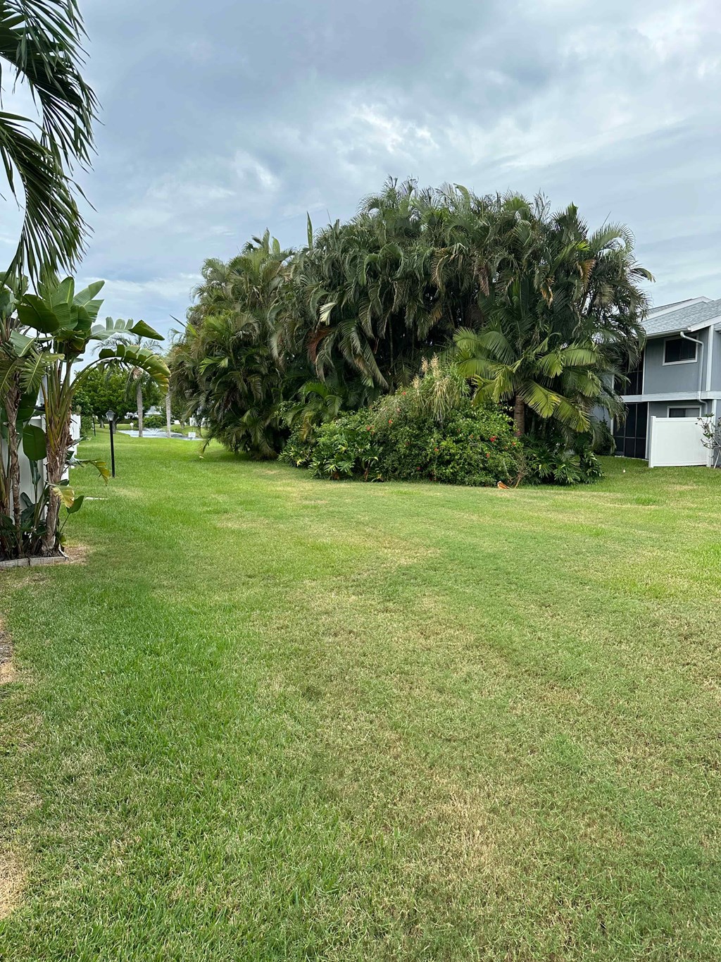 a large palm tree in the middle of a grass field