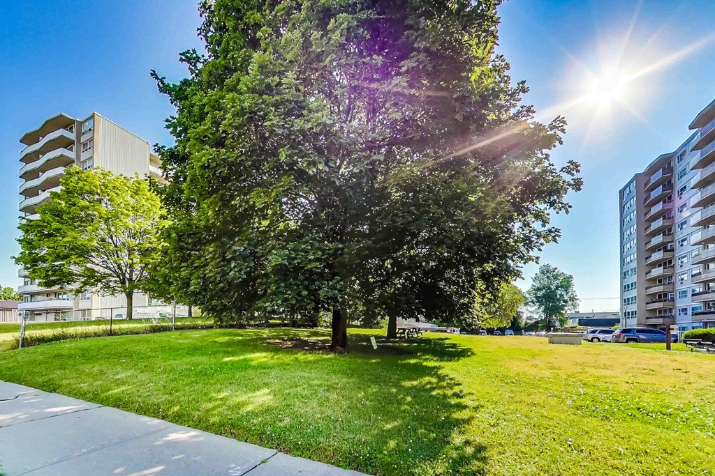 A large tree in a grassy area with sunlight shining through its leaves.