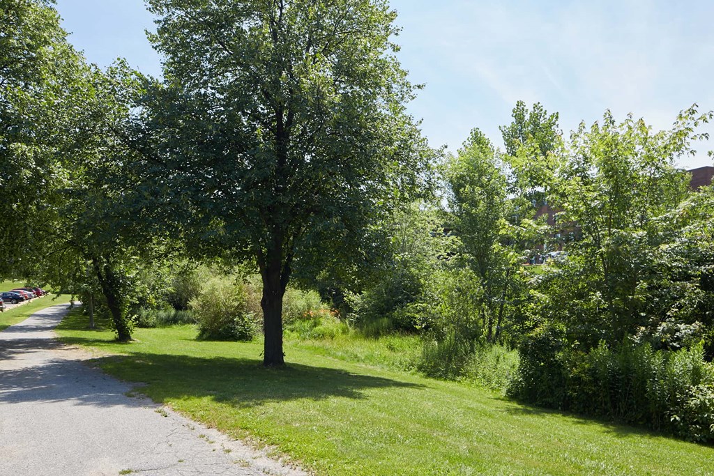 A tree in a grassy area with a path leading to it.
