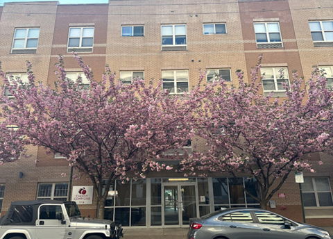 A tree with pink blossoms is in front of a brick building.