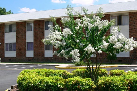 a tree with white flowers in front of a building