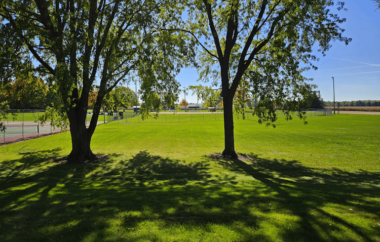 a park with two trees on a grass field