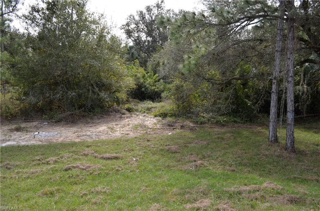a clearing in the woods with trees and grass