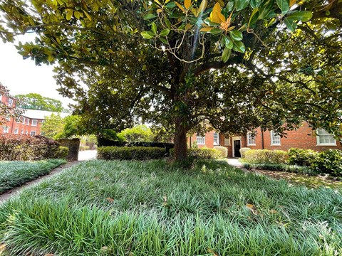 a yard with grass and a tree in front of a brick building