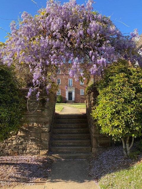 a tree covered in purple flowers in front of a staircase