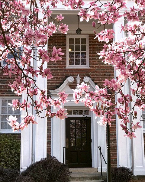 a tree with pink flowers in front of a building