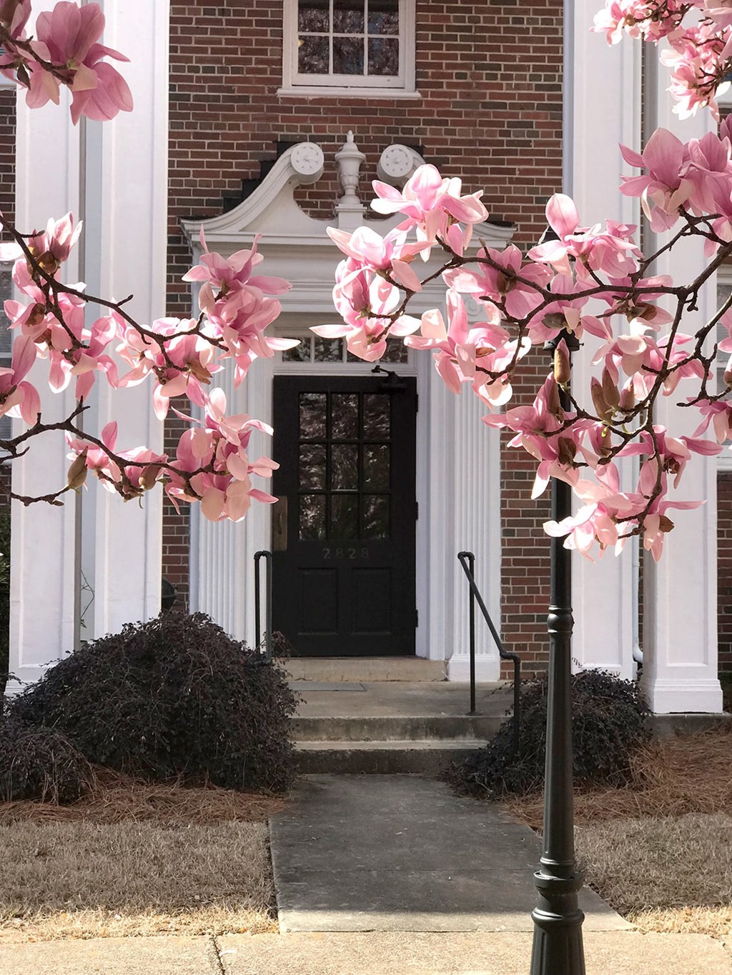a tree with pink flowers in front of a building