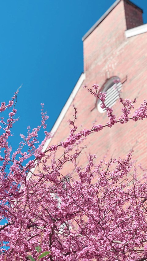 a red brick building with a blue sky and a tree with pink flowers