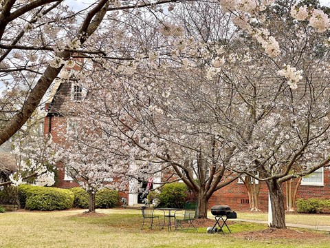 a table and chairs sitting under a flowering tree