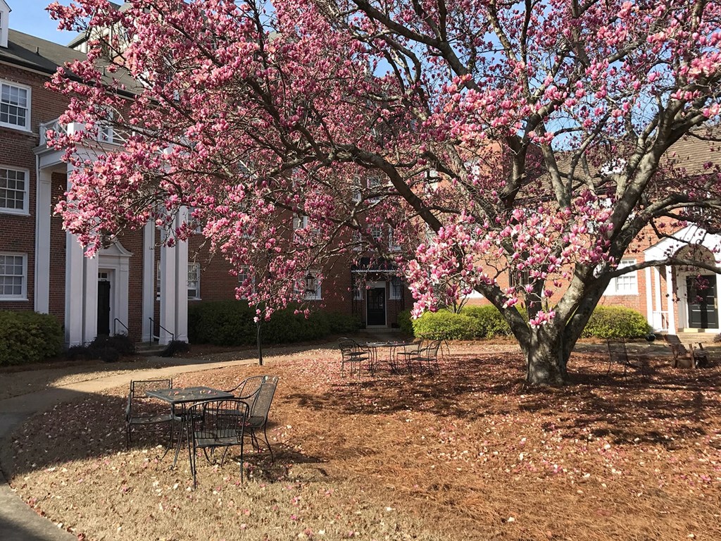 a tree filled with pink flowers in front of a building