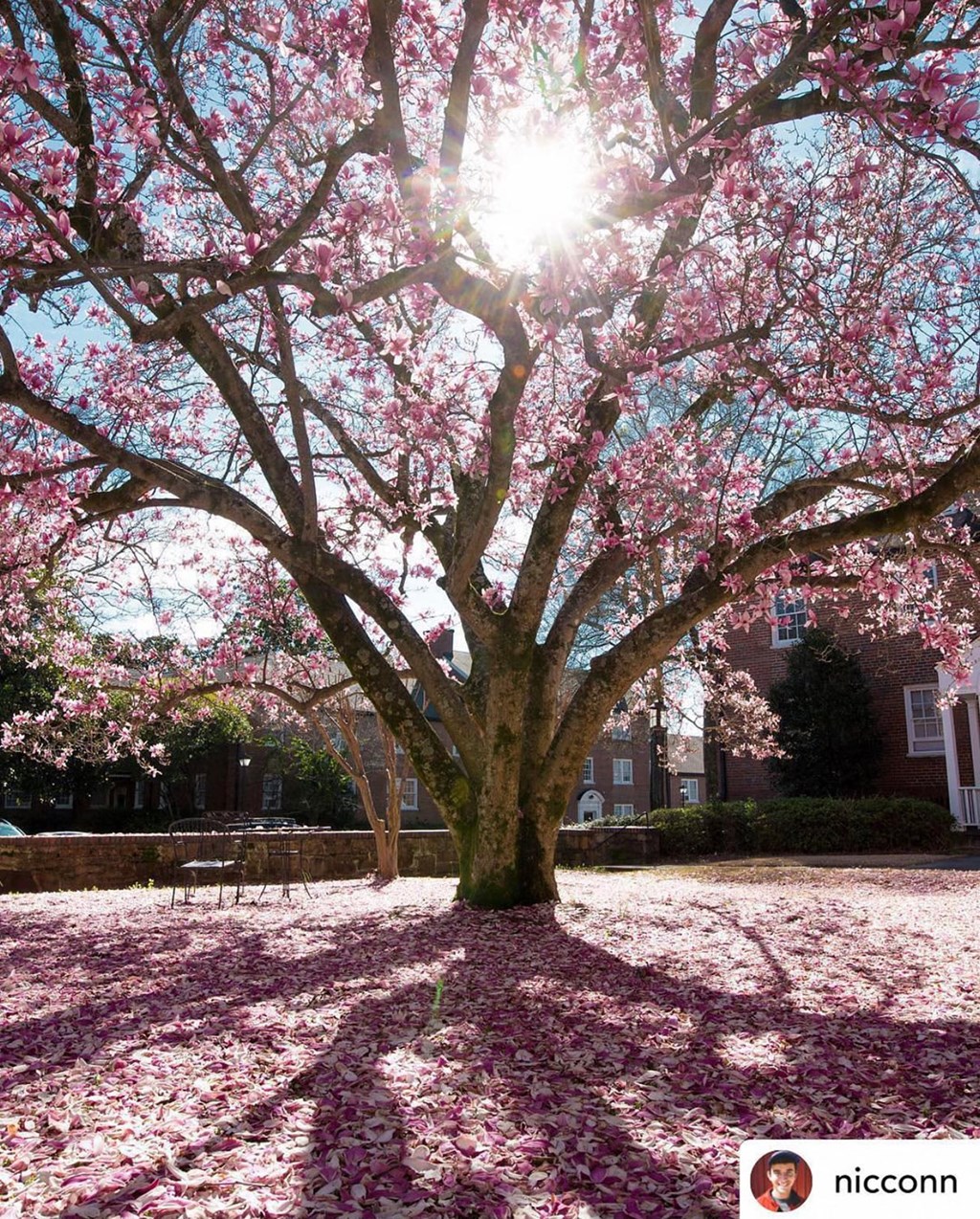 a tree with pink blossoms on the ground