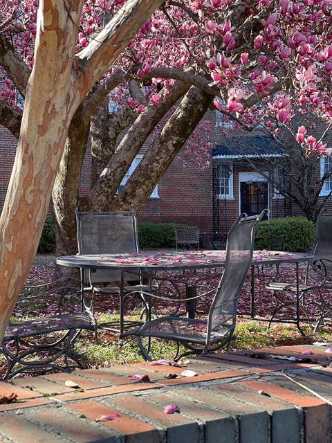 a table with a chair sitting next to a tree