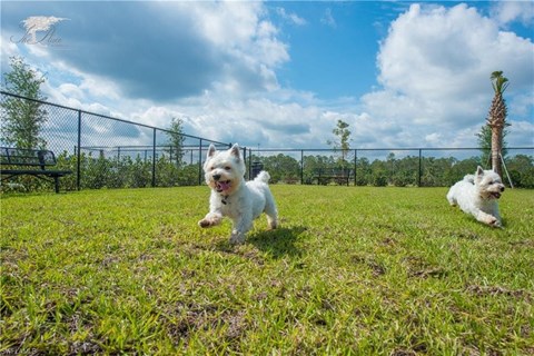 two white dogs running in a field of grass