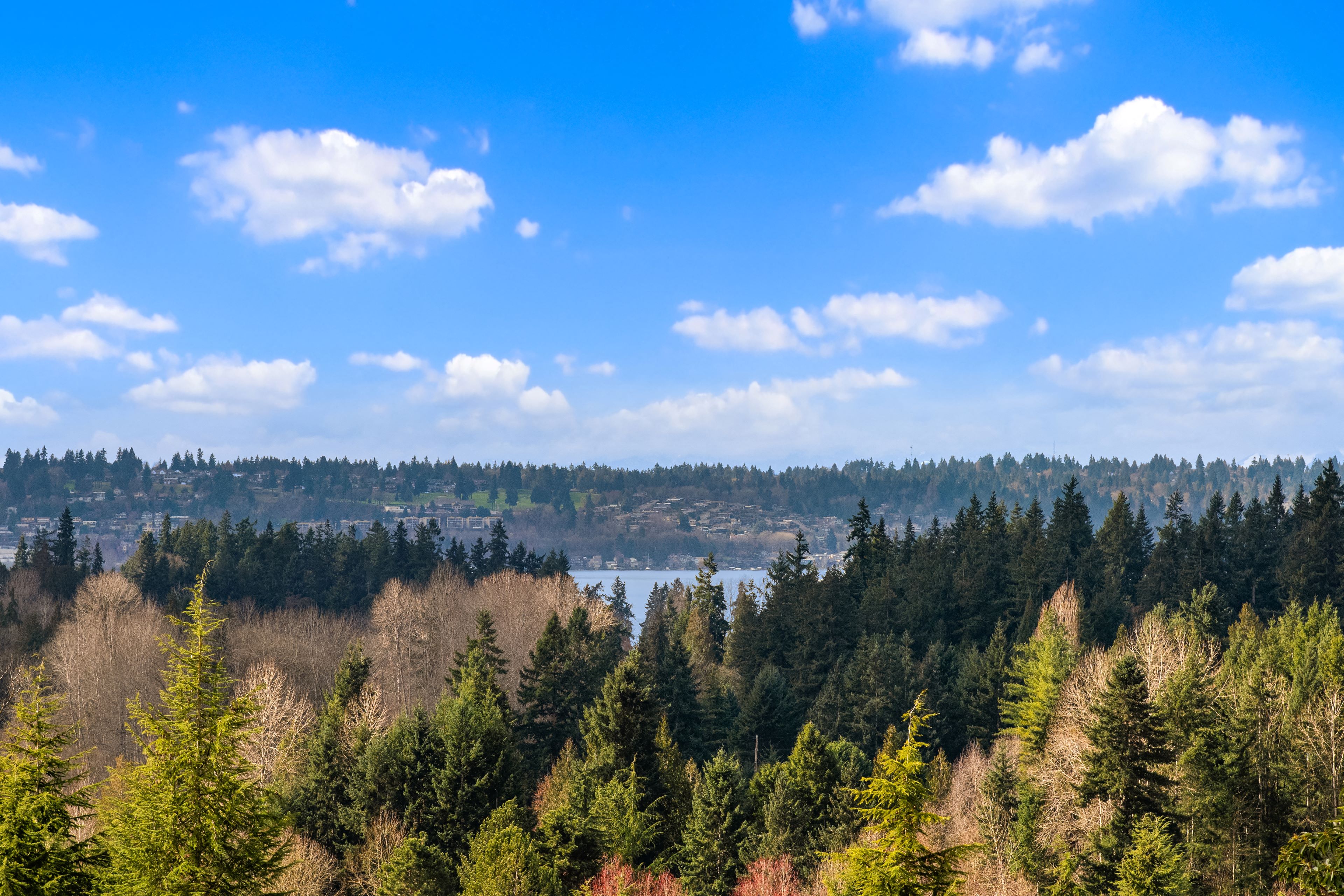 A forest of trees with a lake in the distance under a blue sky.