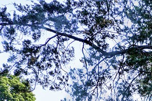 Green Space Green Space - Photo Gallery 6